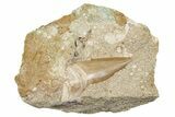 Large Otodus Shark Tooth Fossil in Rock - Morocco #273646-1